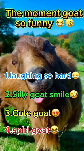 The Funniest Goat Moments Ever! 🐐🤣 #Shorts#funnyvideo