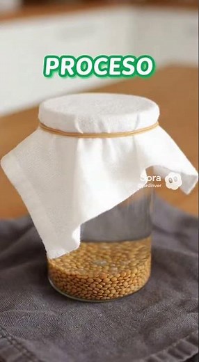 Germinate Lentils in 3 DAYS🌱(Fast and Guaranteed) #homegarden #plants #insecticide #fruits #garden