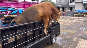 253K views · 1.5K reactions | Kenapa sapi lucu ngamuk turun dari truk banyak yang ngamuk | Pesona wisata kita | Facebook