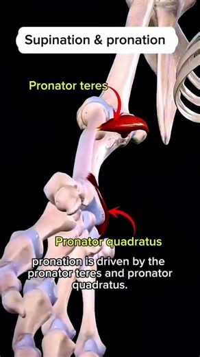 Supination and Pronation #anatomy #muscle