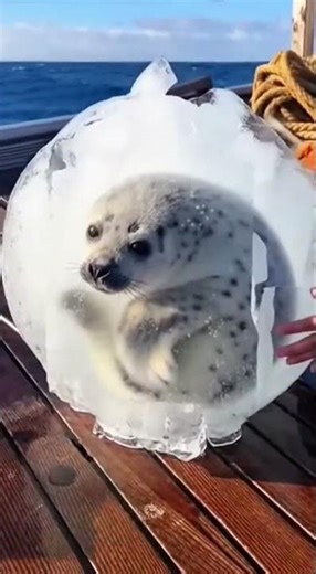 Fishermen Rescue Baby Walrus Trapped Inside Solid Ice 🧊🦭 #frozen #fishing #shorts #viralvideo