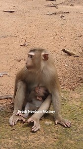 Daily update lovely cute newborn monkey | Fresh Newborn Monkey | Facebook