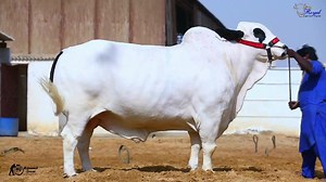 ﷽ ‎ ♥️ ROYAL CATTLE FARM PRESENTS ITS FIRST VIDEO♥️ ماشاءالله ❤❤BUNTY❤❤ اتنے پیارے اور حسین ہو ۔۔ جتنا سوچا جاسکتا ہے لیکن سوچنے کی بھی حد ہے آخر کتنا سوچا جاسکتا ہے Thanks For Loving Us , Your Support Is Our Strength 🙂 JUST WAIT & WATCH FOR MORE VIDEOS🤗 STAY CONNECTED😍 ADDRESS : Main jameel memon society behind PSO petrol pump near aquafina factory main super highway Karachi CONTACT : 0321 2211338 0301 8253999 Team #ROYALCATTLEFARM STAY HOME & STAY SAFE | Royal Cattle Farm