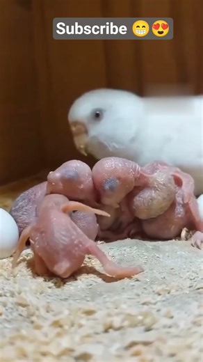 Love Birds’s || Budgies birds 😍 Australian parrot 🐣2026 #budgies​