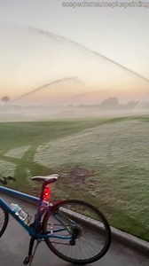 Three-Legged Alligator Walking Under Beautiful Sunrise