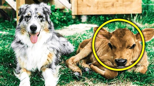 Lonely Baby Cow With Dark Past Just Needed Someone To Love, Hero With Paws Stepped In For Help