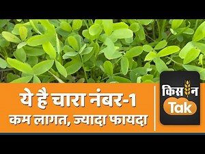 Berseem Chara: पशुओं के चारे का राजा है बरसीम, आपके पशु को बनाएगा एकदम फिट | Kisan Tak