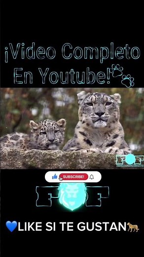 The Snow Leopard As You've Never Seen It Before