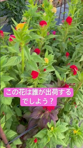 【農業】畑で綺麗に咲いたケイトウの花