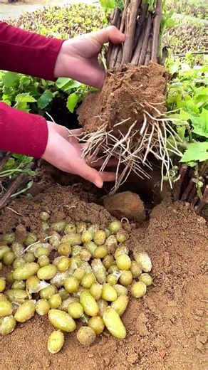 How to Propagate Grapes from Cuttings 🍇