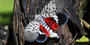 Kill on Sight: Why you’re being asked to stomp out the spotted lantern fly