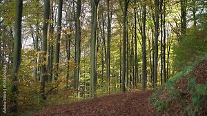 Autumnal deciduous beech forest with sunshine. Orange beech leaves lie on the forest floor. Real-time recording with sound taken in Olsberg, Germany.