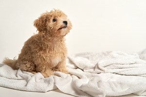 Maltipoo