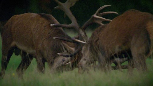 Red Deer Rivalry During Mating Season | Britannica