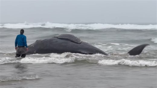 Beached humpback whale euthanized in Oregon after fishing line entanglement