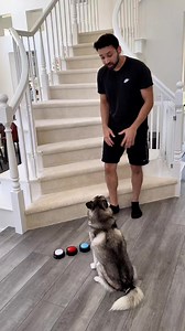 21K views · 735 reactions | Sapphie pranks daddy #doglover #prank #dogsmart #husky Huskie's Lovers | Huskie's Lovers | Facebook