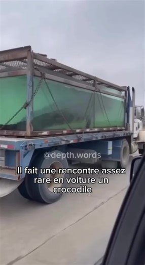 Vous en pensez quoi ? C’est fascinant 🤯 #animals #animalsoftiktok #scary #nature #fyp