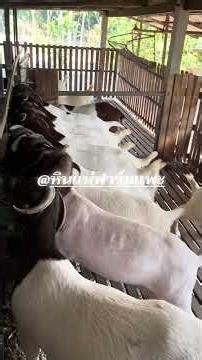 ช่วงเวลาอาหารแพะ 💯 #แพะ #GOAT #ฟาร์มแพะ #goatfarm #goatlife