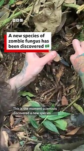 Scientists have identified a new species of “zombie fungus” that can infect trapdoor spiders. 🎧 Is a fungus intelligent? https://bbc.in/3M3yPFG | BBC World Service