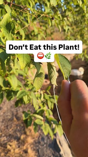 Pretty sure this is a chokeberry. Or maybe a chokecherry. One of them’s just really sour. The other can release a bit of cyanide. So instead of finding out the hard way, we connected it to PlantWave and listened. Turns out, the sound is more beautiful than dangerous. Learn more at plantwave.com #plants #sweden #chokeberry #tree #plantmusic #plantwave | PlantWave