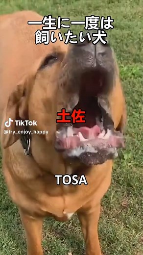 土佐犬の特徴と魅力