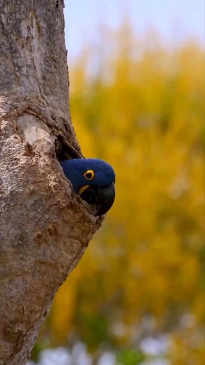 Les 10 oiseaux exotiques les plus étonnants d'Amazonie! La forêt amazonienne est un véritable paradis pour les oiseaux. On y trouve une incroyable diversité d'espèces, des plus petites aux plus grandes, des plus discrètes aux plus colorées.** nous vous présentons les 10 oiseaux exotiques les plus étonnants d'Amazonie.** 1 L'Ara hyacinthe** est un perroquet bleu vif qui est considéré comme l'un des oiseaux les plus beaux du monde. Il est malheureusement en danger d'extinction en raison du commerc