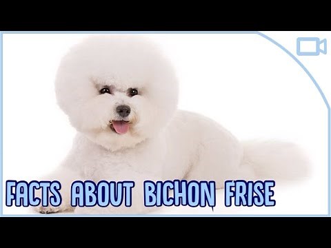 Facts About Bichon Frise!