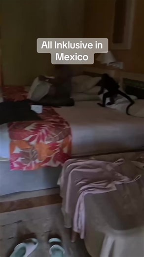 #mexico🇲🇽 #tiere #monkey #wildtiere #fypageシ