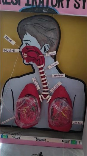 Respiratory system 3d working model, first prize winning science project from Uma Madhusudan
