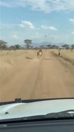 Lion FAILS the Hunt After a Big Jump! 😂