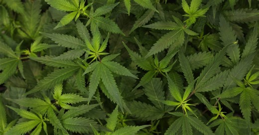 How Cannabis Makes THC, CBD, and CBC, Explained