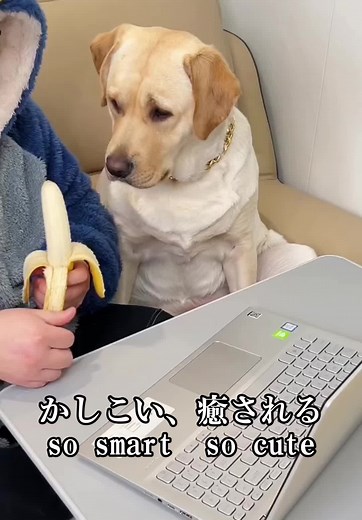 #笑 #爆笑 #爆笑動画 #funny #動物 #犬 かしこい、癒される so smart so cute