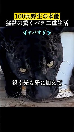 100%野生本能！猛獣の驚くべき二重生活