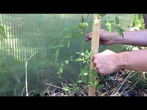 Tuteurs à Tomates (comment accrocher les plants ?)