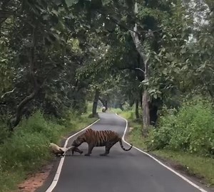 #Tiger with #cow Kill #wild #safari #wildlife #october | UmredKarhandlawildlifesanctuary