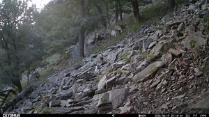 Hidden camera captures rare forest encounter