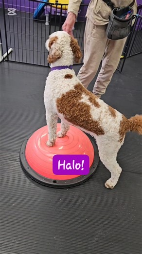 #teamfidodogtraining #teamfidodogtraining2018 | Team Fido Dog Training