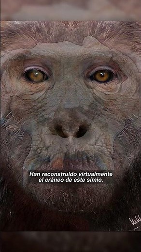 Tecnología Revela el Primer Simio: Un Vistazo a 12 Millones de Años Atrás