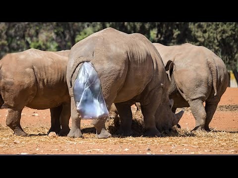 This is how Rhino giving birth in wild