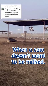 What happens if a cow doesn’t want to be milked? Milking is very important for a cow’s health. If she refuses to walk in, it’s an indication that she doesn’t feel well and needs our help. #dairy #cow #milking #lactation #schedule #routine #herd #cows #dairydoc #dairykind | Dairy Doc