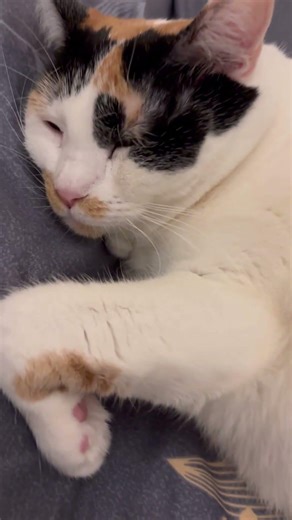 Gattina Morfea #shorts #catlove #cute #dorme #sleep #sweet #morfeasulletto