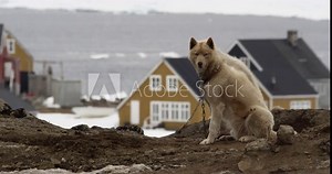 wild sled dogs in the lonely village Kulusuk, Greenland