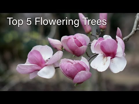 Top 5 Flowering Trees