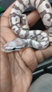 Baby Scaleless ballpython 😘😍🥰