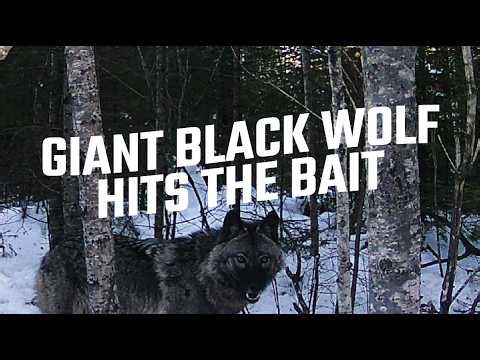GIANT BLACK WOLF HITS BAIT | RED LAKE, ONTARIO