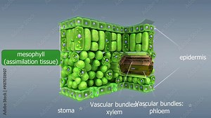 Mechanism of photosynthesis in plant cells