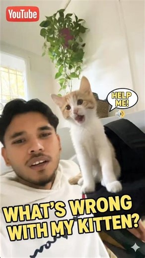 My Kitten Talks! Is He a Human? 🤯 Loudest Meows You'll Ever Hear!