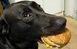 27 Black Lab Dog Jokes — ILLUSTRATOR / WIZARD / WEIRDO