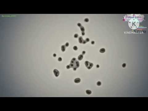 Bad Bacteria multiplying that causes diseases