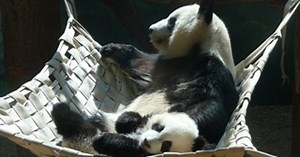 Wild on the Rocks: Secrets of  Zoo Atlanta